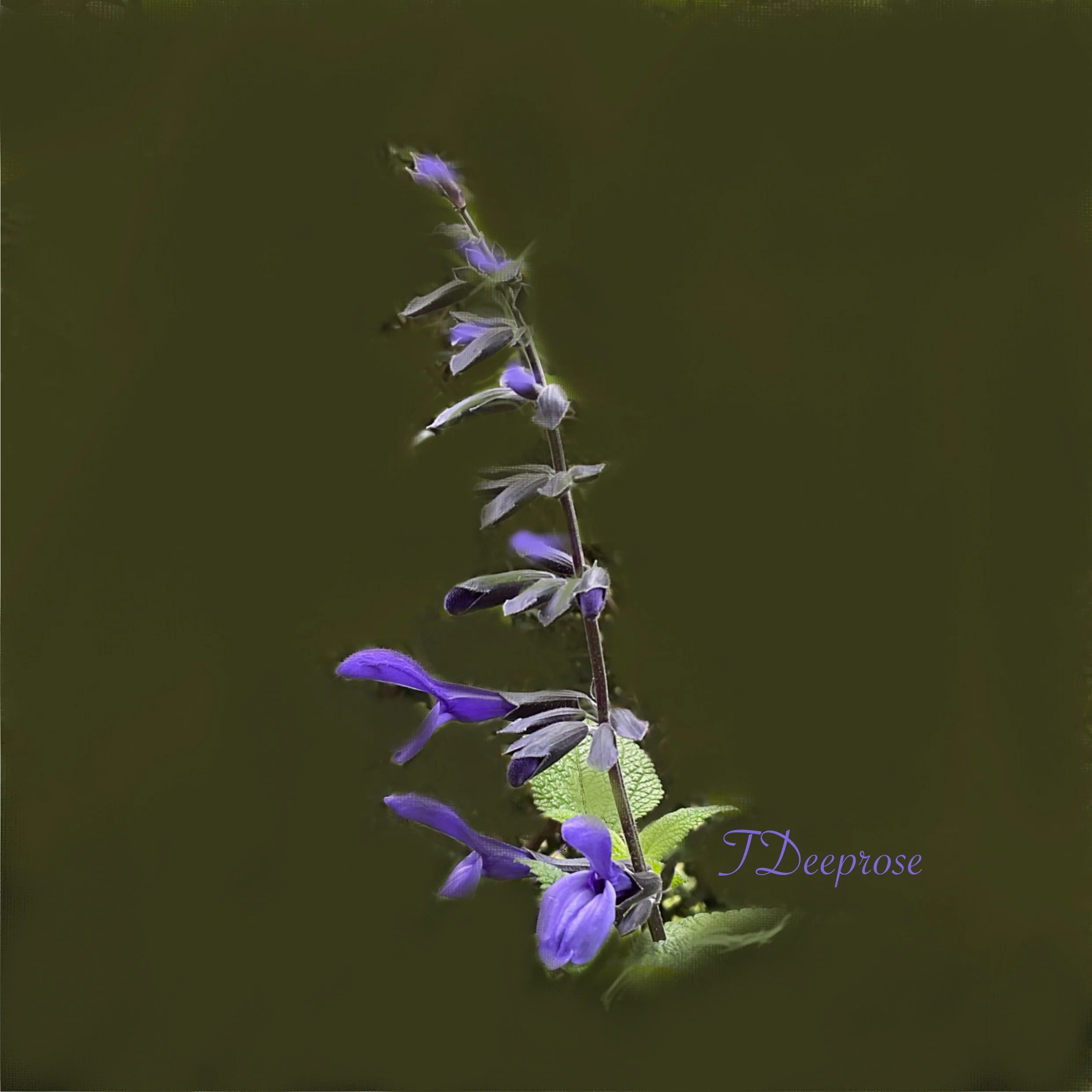 Garden_3.jpg