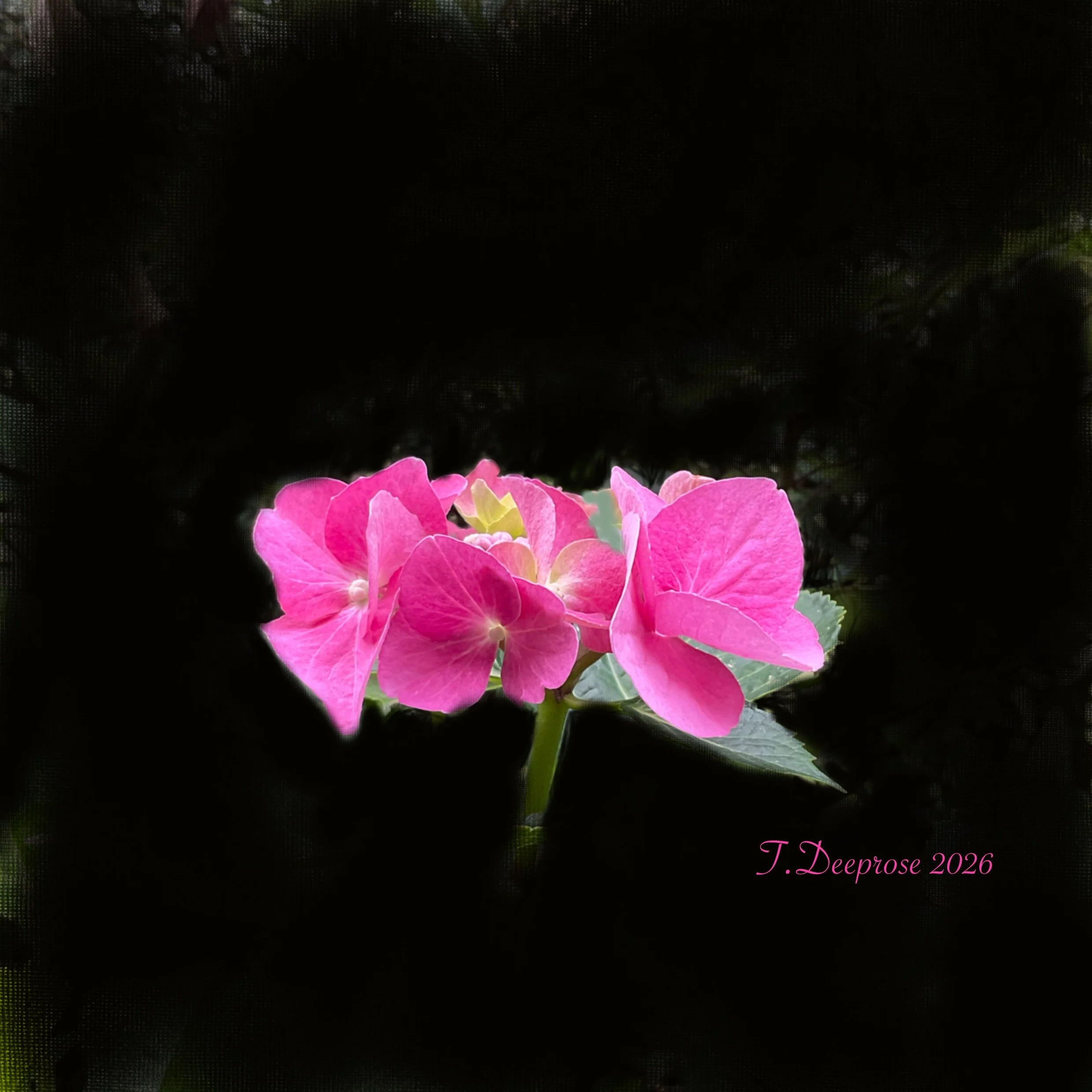 Garden 2.jpg