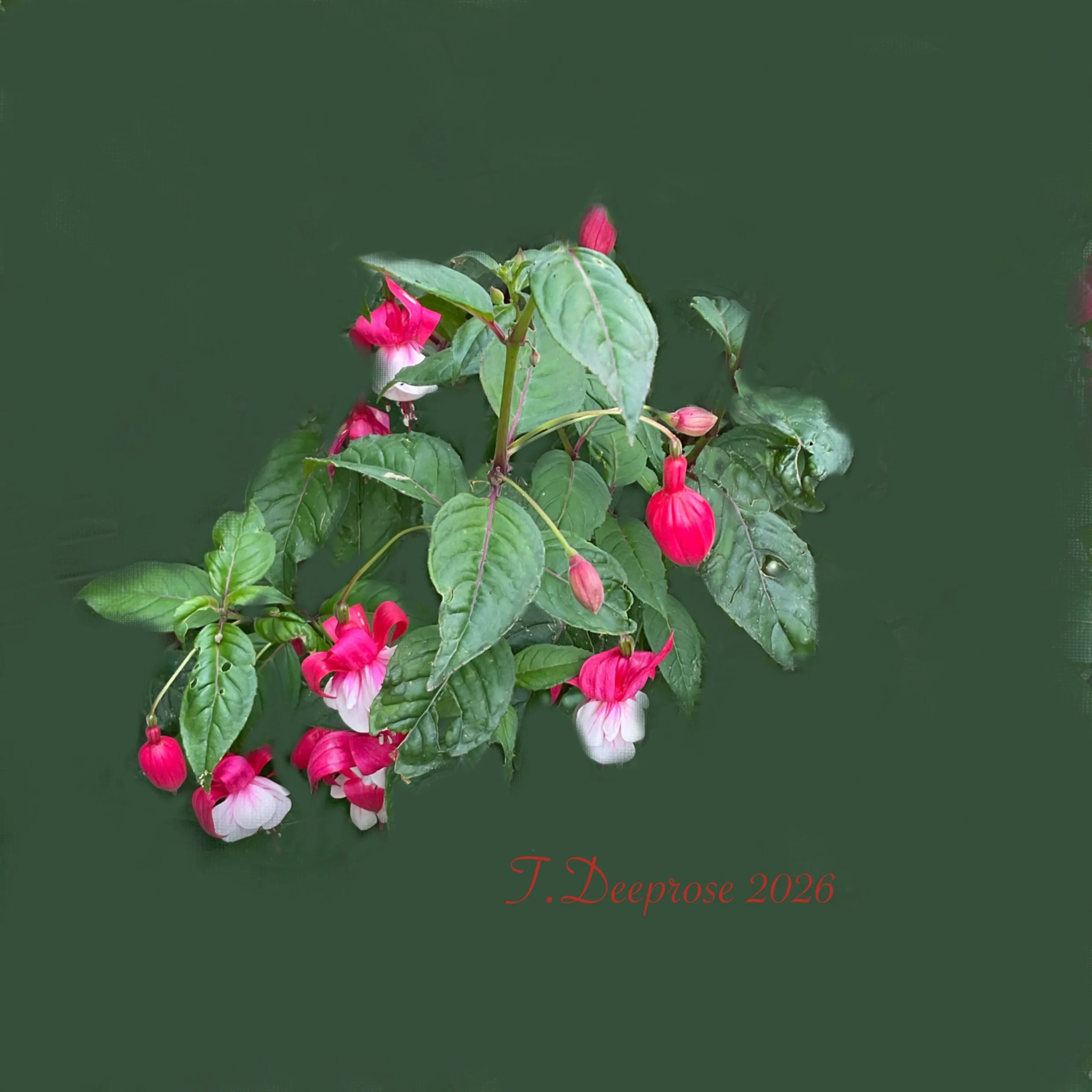 Garden_7.jpg