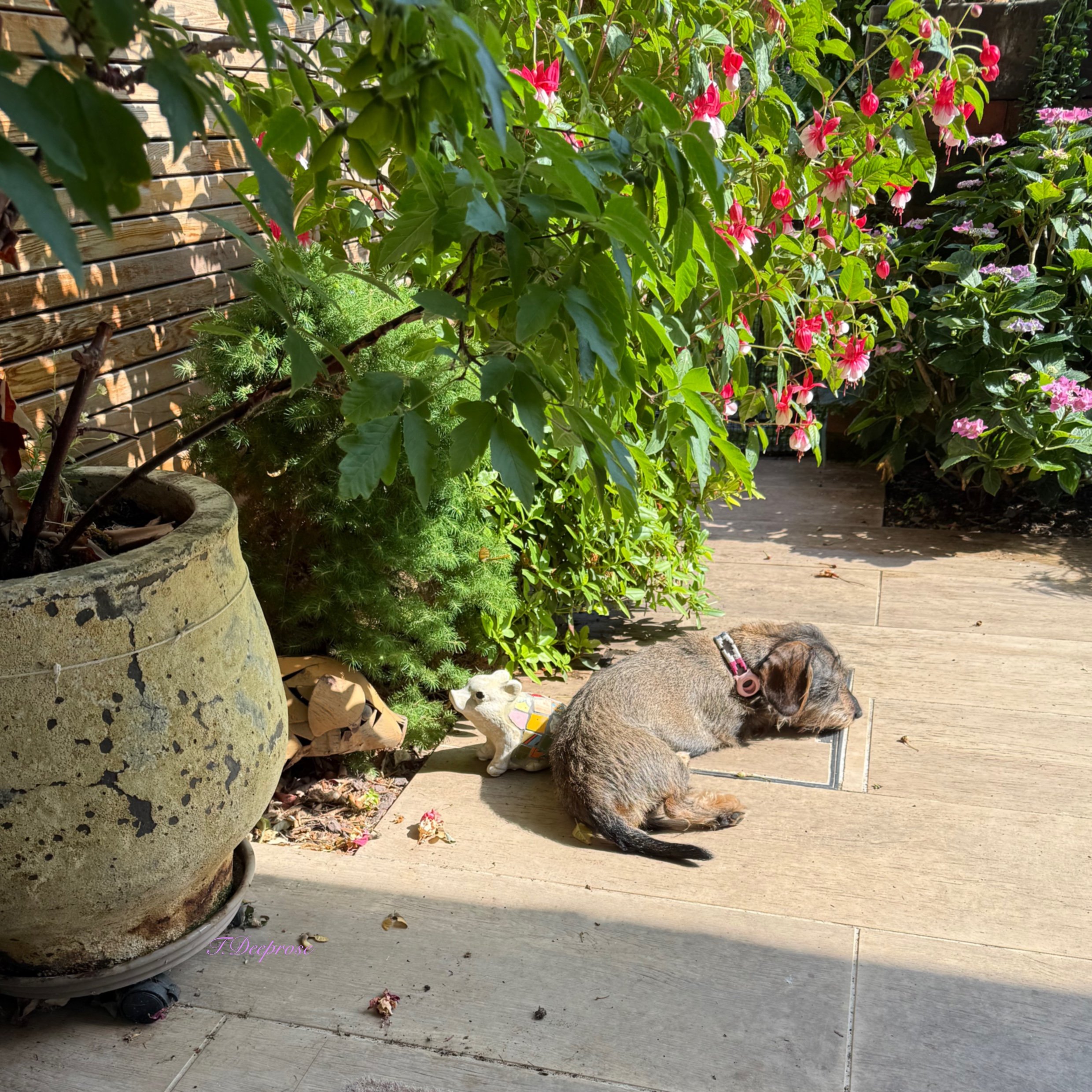 Garden_Pigs_3.jpg
