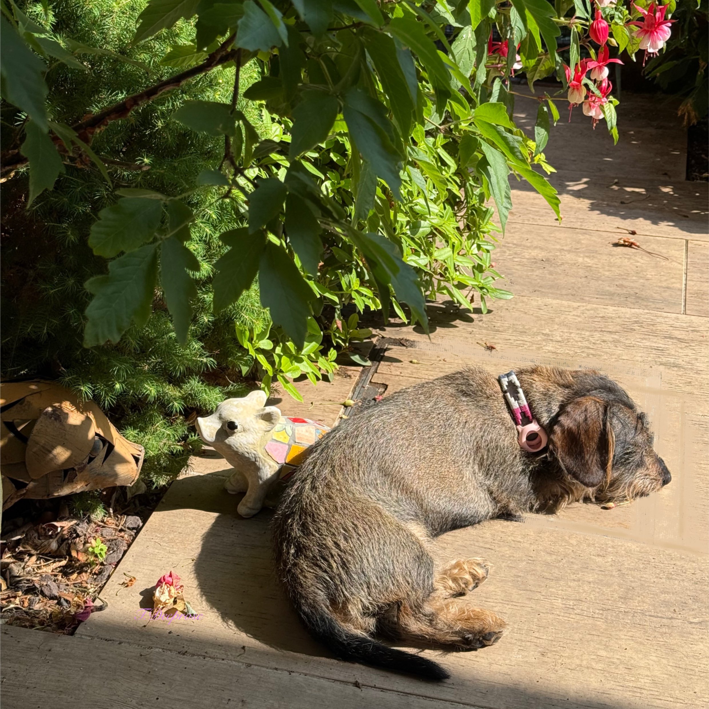 Garden_Pigs_2.jpg