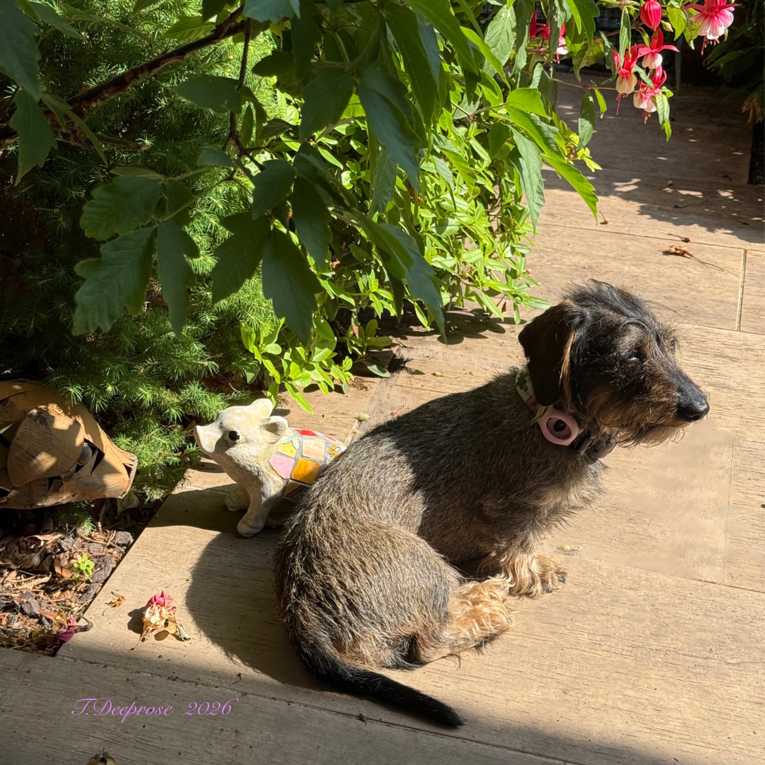 Garden_Pigs_1.jpg