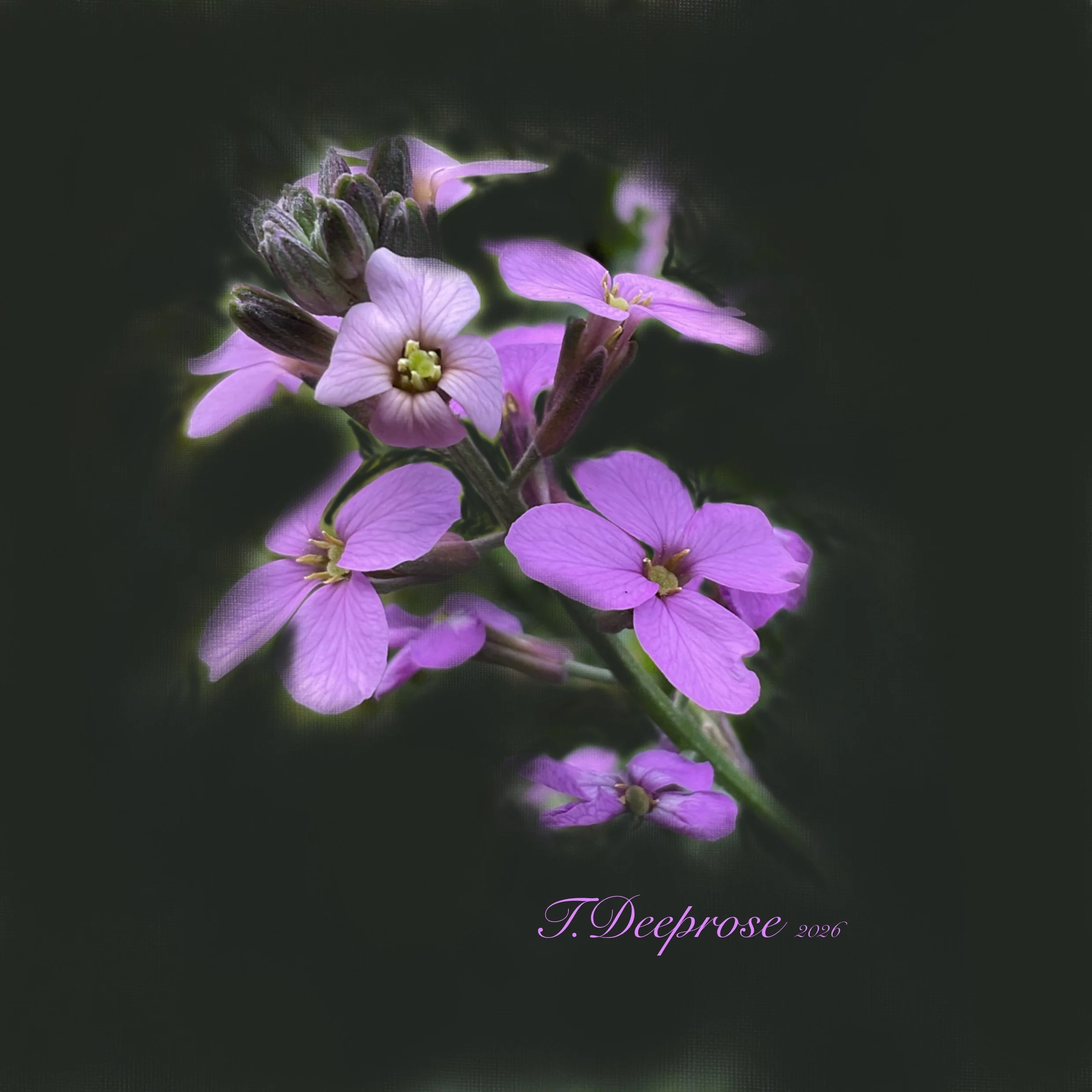Garden_1.jpg