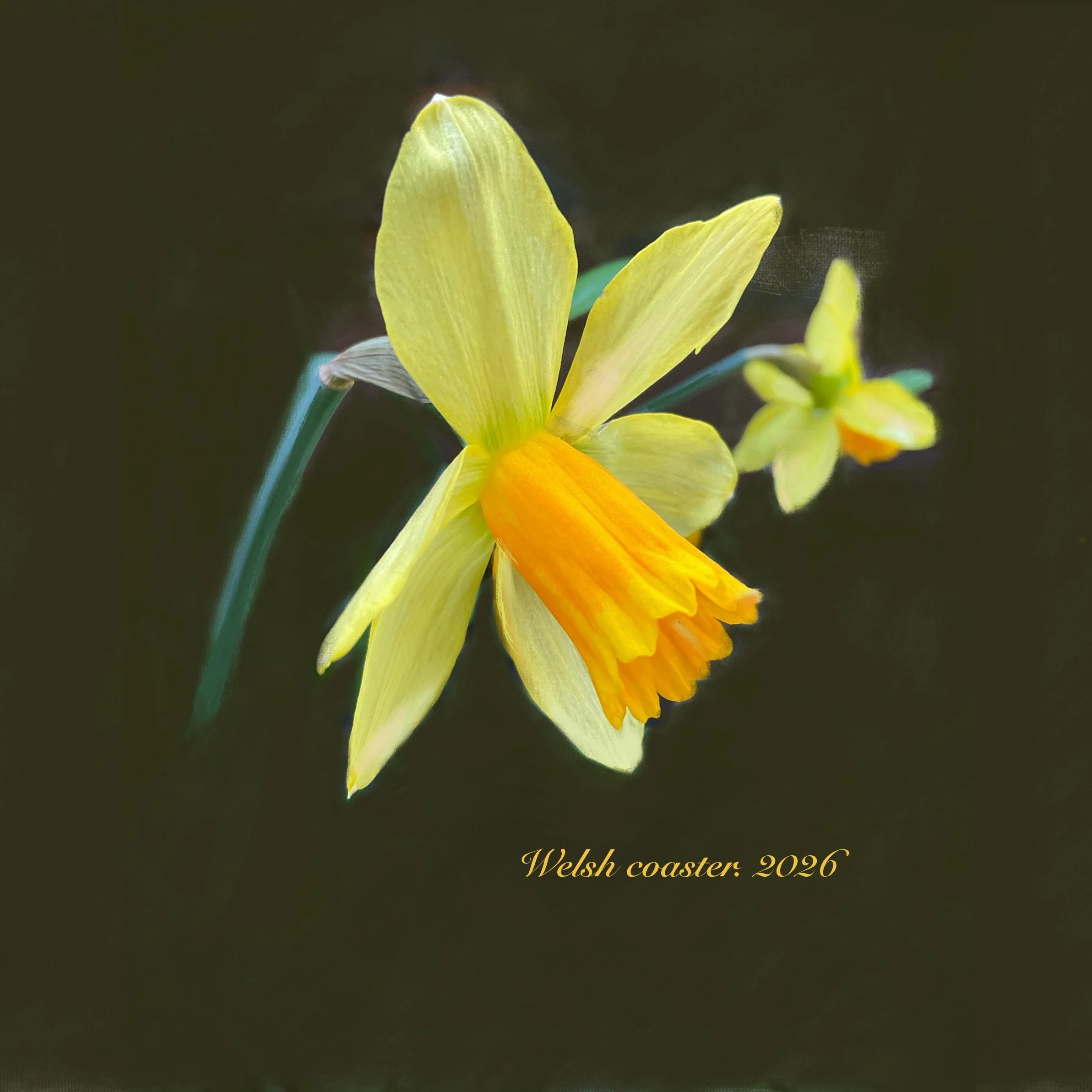Spring_Daffodil_3__higher_res.jpg