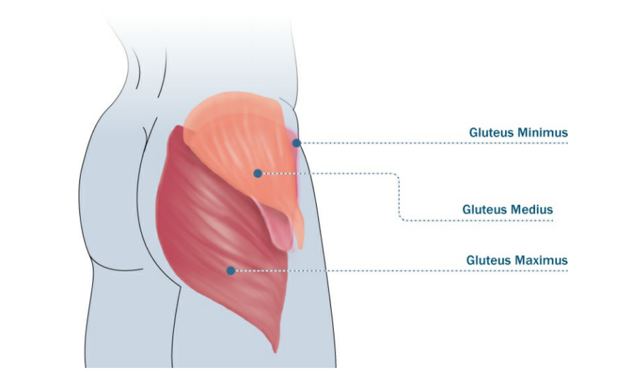 Fun Facts About Your 3 Glute Muscles