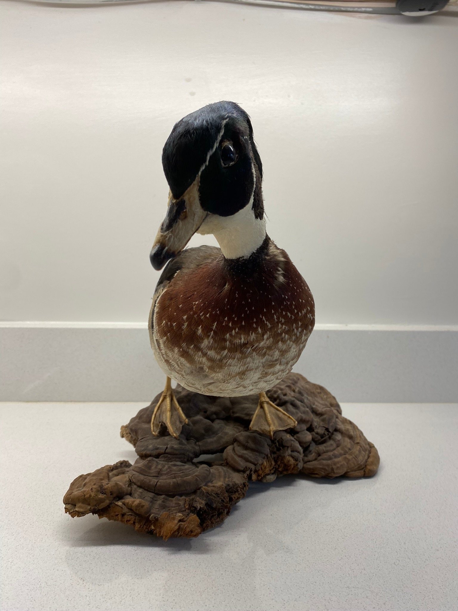 antique vintage Victorian taxidermy tufted duck