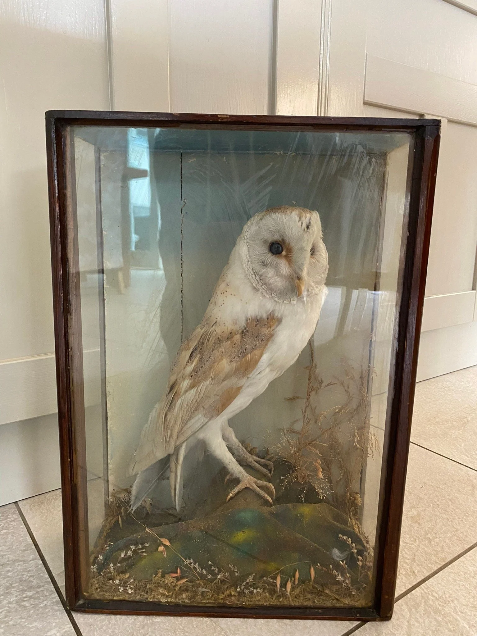 Antique Victorian taxidermy barn owl in mahogany and glass case