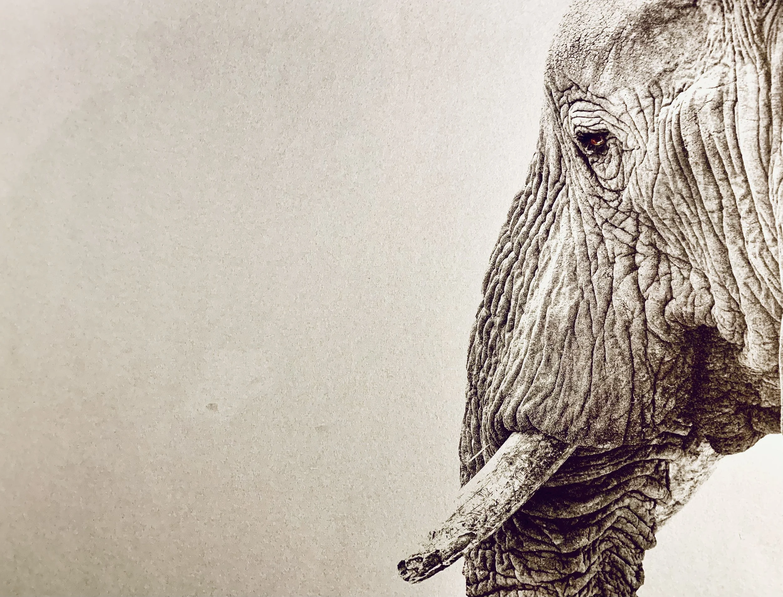 endangered inks Elephant drWING.jpg