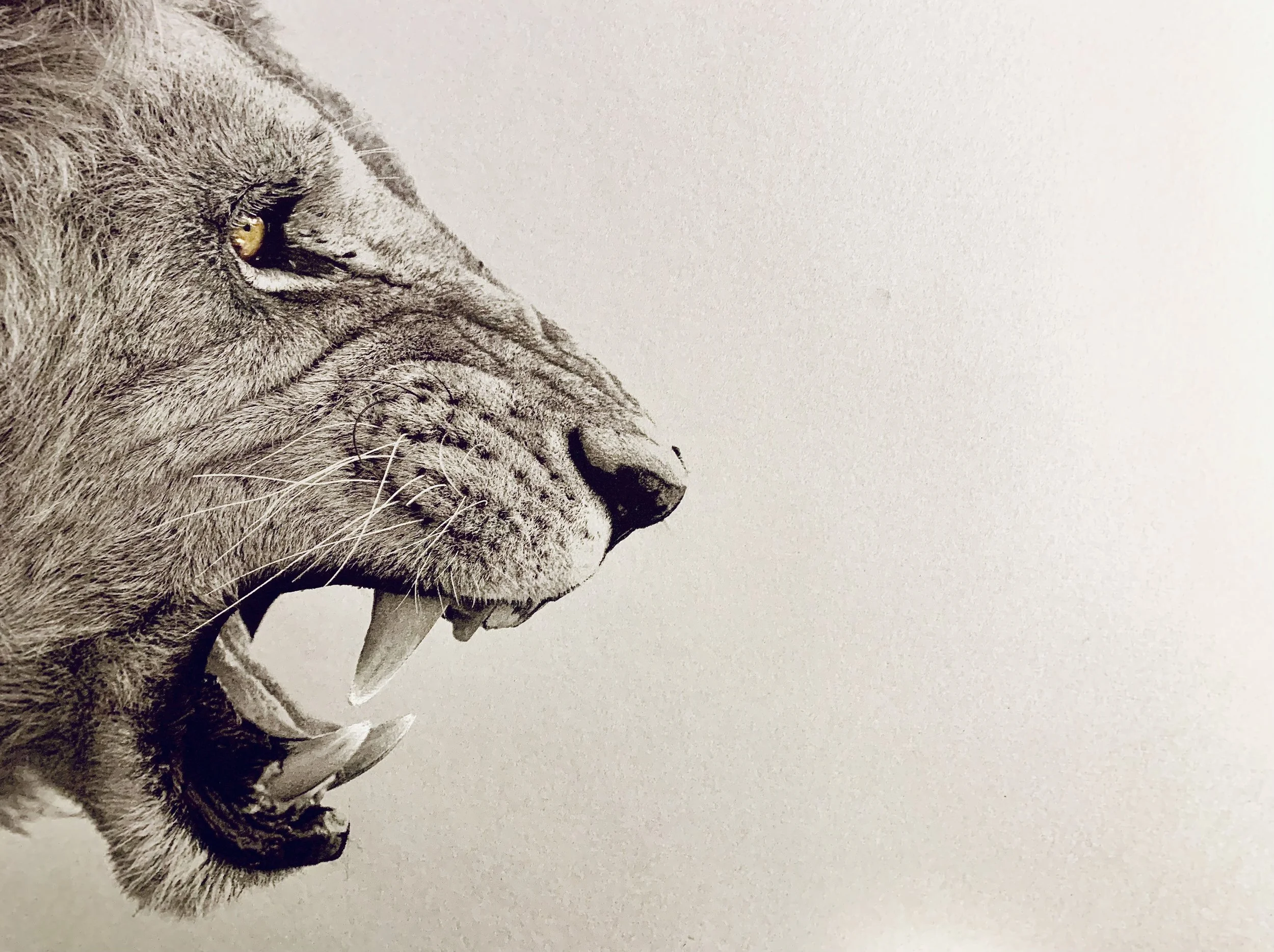 ENDANGERED INKS LION DRAWING.jpg