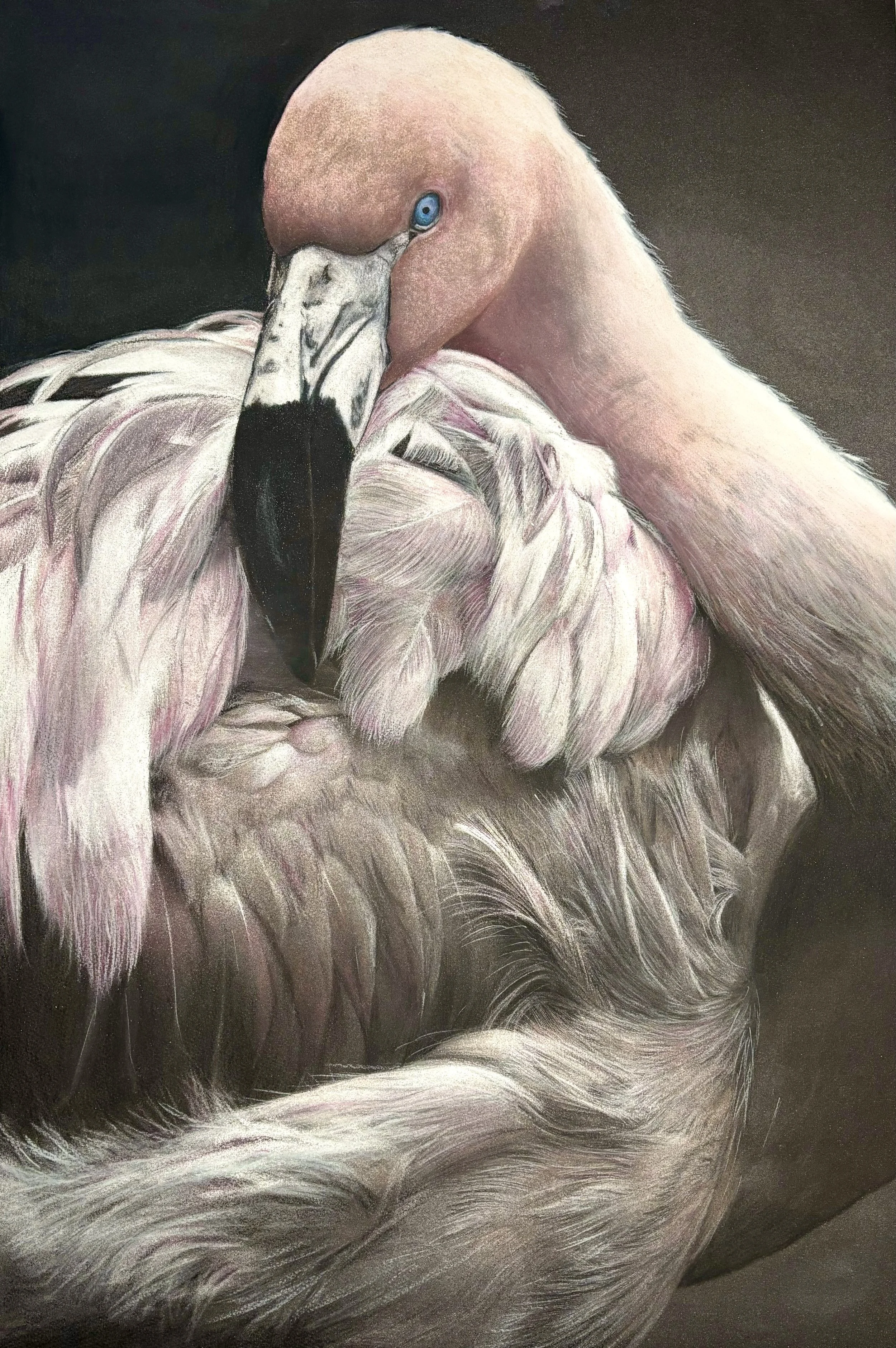 Endangered Inks Flamingo Portrait.jpg