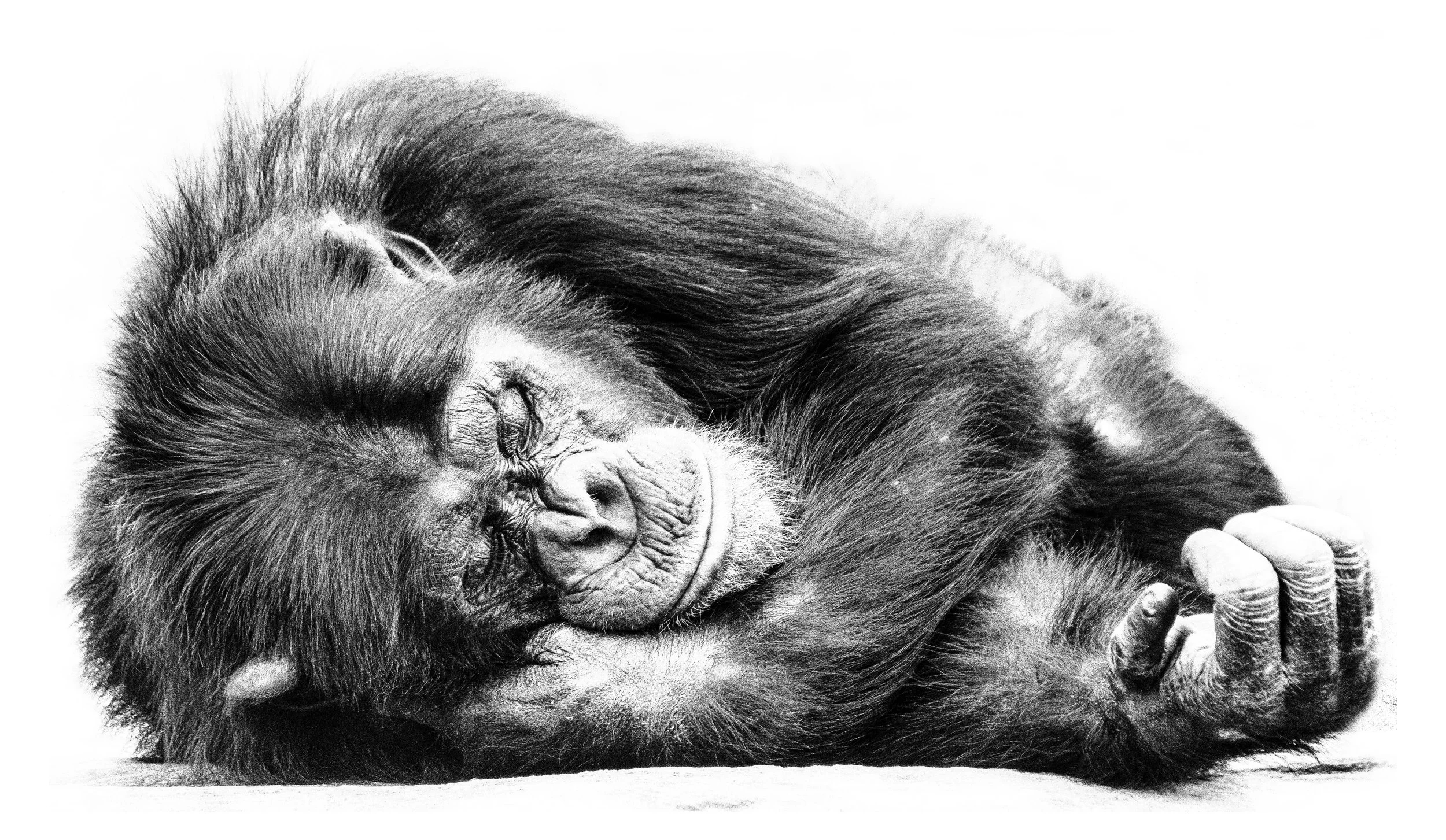 Why Endangered Species Art Matters More Than Ever