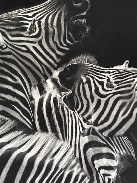 close up zebra 5.jpg