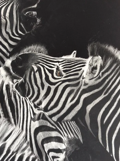 close up zebra 4.jpg