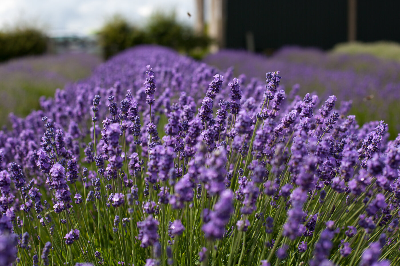 Hall Photographic Coswold Lavender 4160.jpg