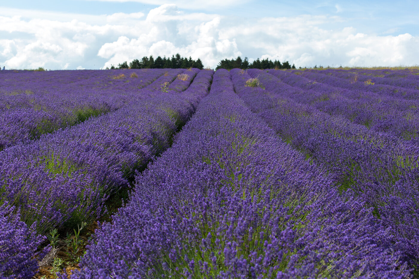 Hall Photographic Cotswold Lavender 4196.jpg