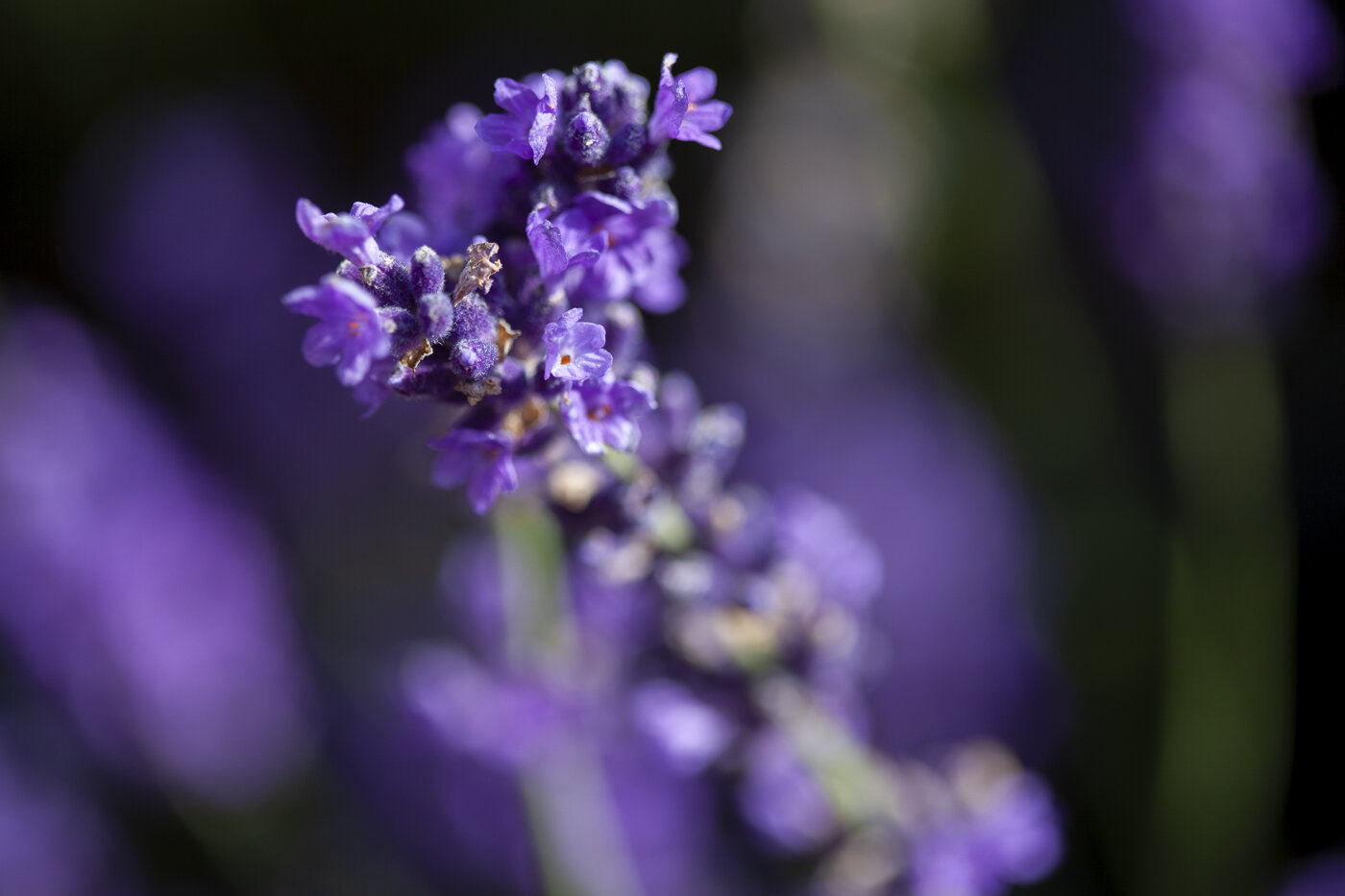 Hall Photographic Lavender macro 8081.jpg