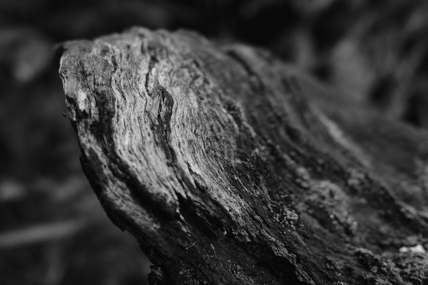 Fallen tree textures.

#blackandwhite #bw #hallphoto #hallphotographic #texture #tree #trunk #fallen #nature #gadens #swansea #wales #x100v #fuji #fujifilm #fujix100v #monochrome #artistic #photography #fujifilm_xseries #fujifilm_global #welsh #tones