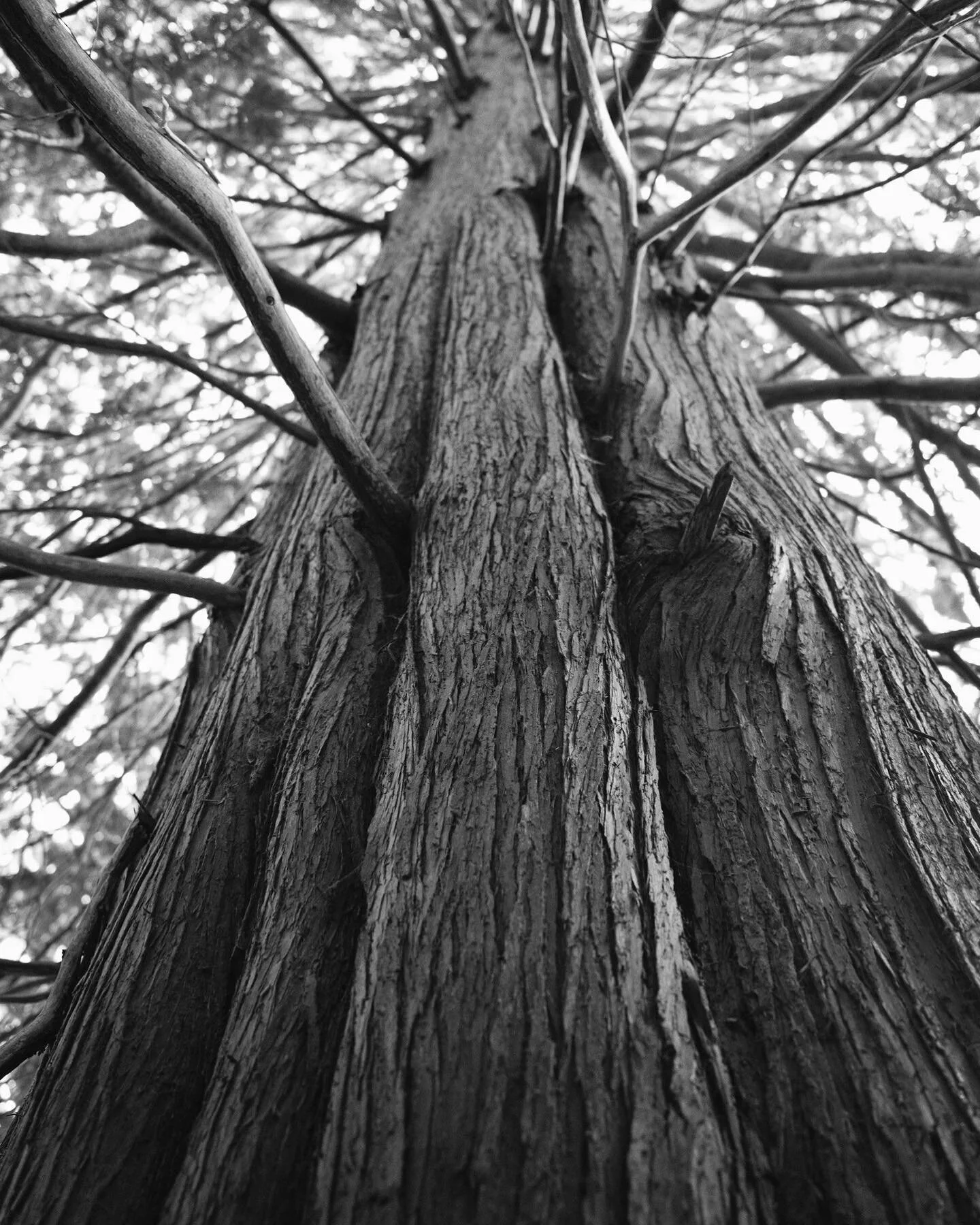Nice textures and contrast on show on this tree at #clynegardens Photographed last weekend.

#hallphoto #hallphotogrqphic #ianhall #wales #visitwales #blackandwhite #outdoors #explore #nature #swansea #exploring #lofi #tree #texture #instadaily #autu