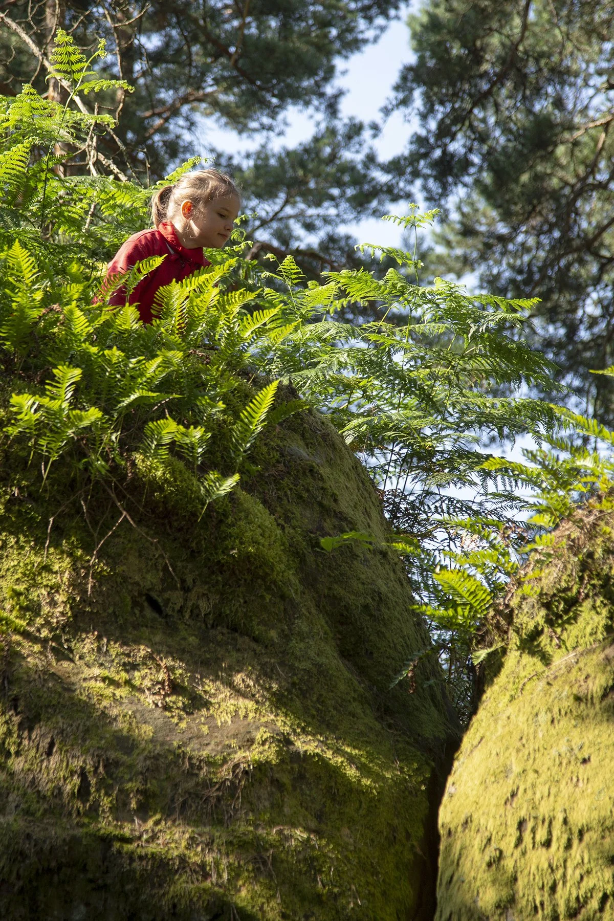 A young girl with a ponytail and red jacket exploring lush ferns and moss-covered trees in a forest.