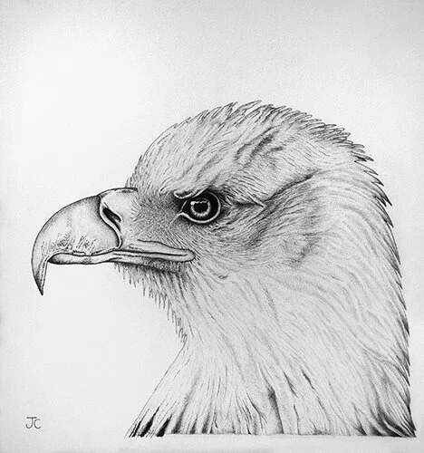 3_ink_pencil_eagle.jpg