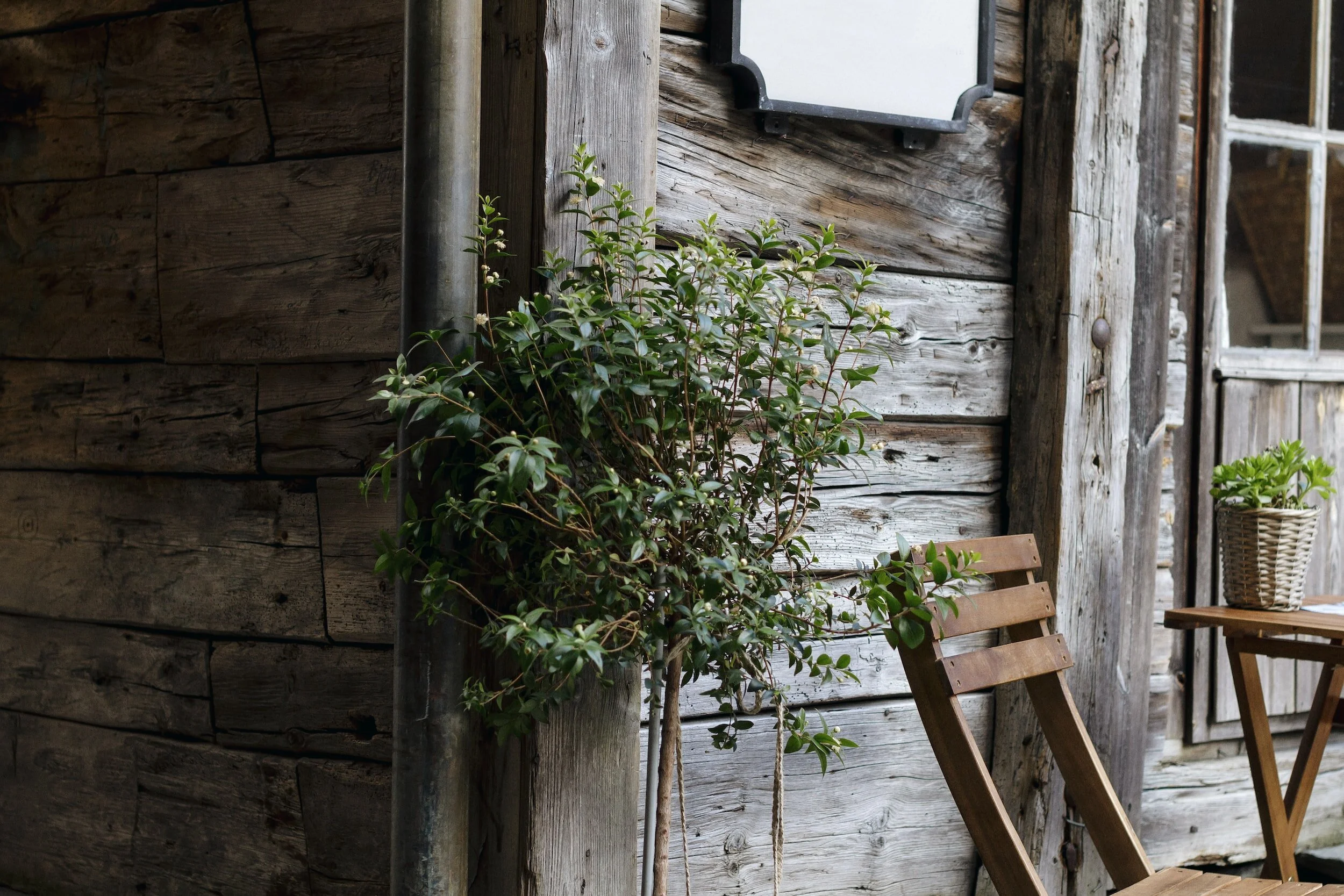 A rustic outdoor patio with weathered wooden walls, a green leafy plant, a wooden folding chair, and a small table with a potted plant.