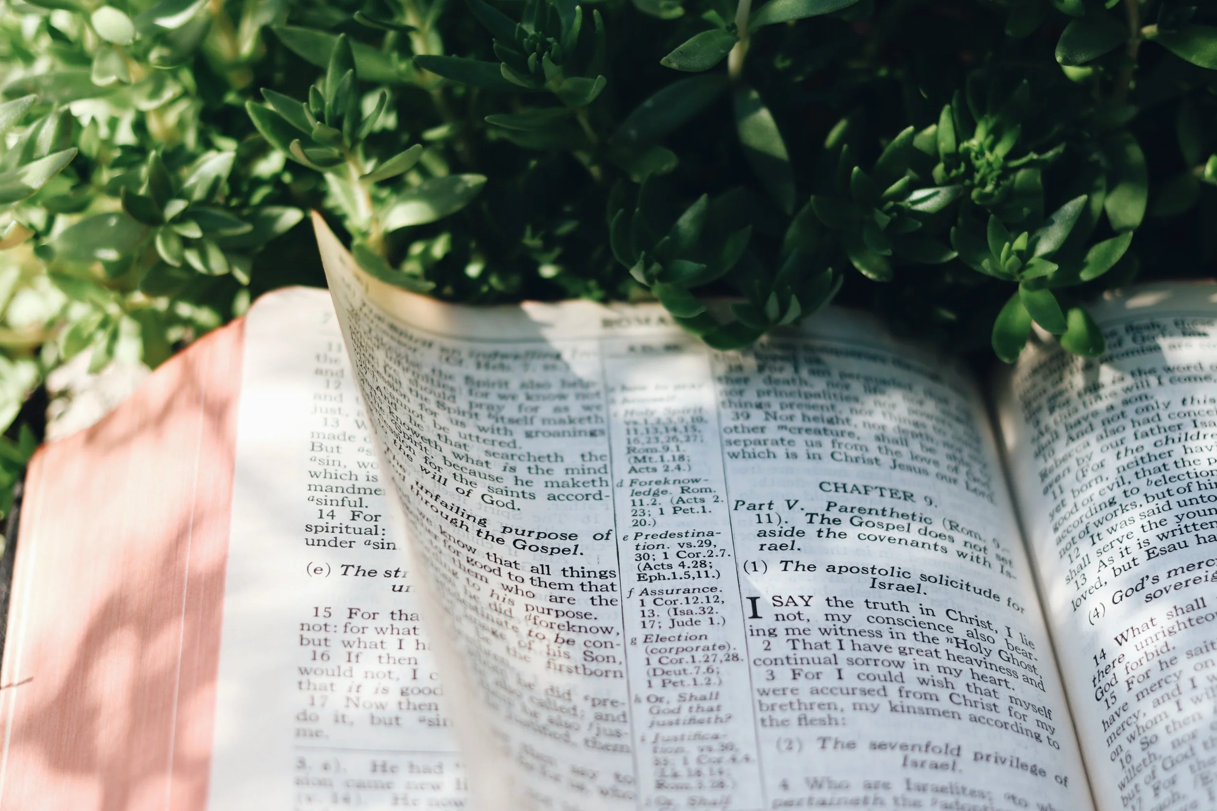 Open Bible with green potted plant resting on pages