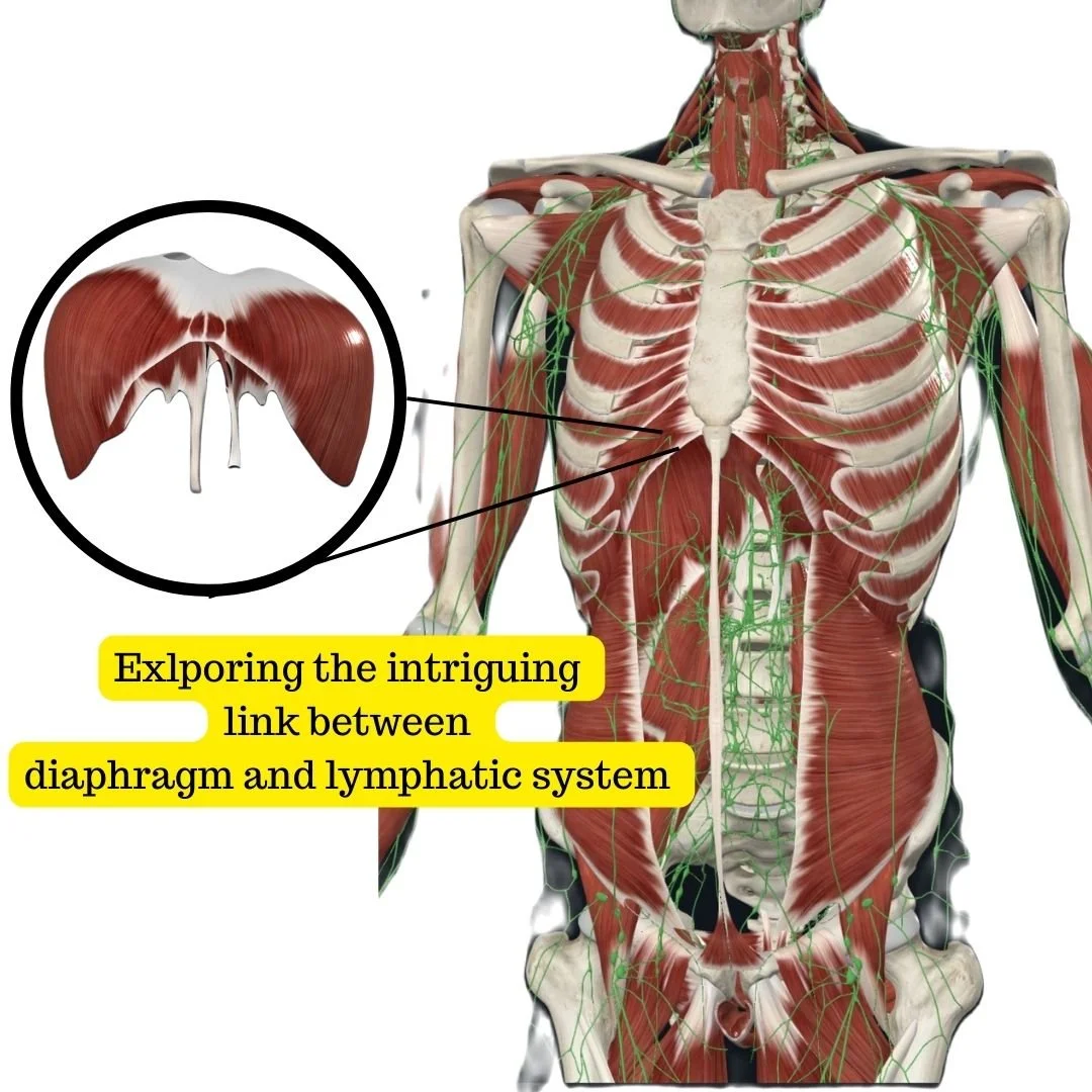 The Hidden Harmony: Exploring the Intriguing Link Between the Diaphragm and the Lymphatic System