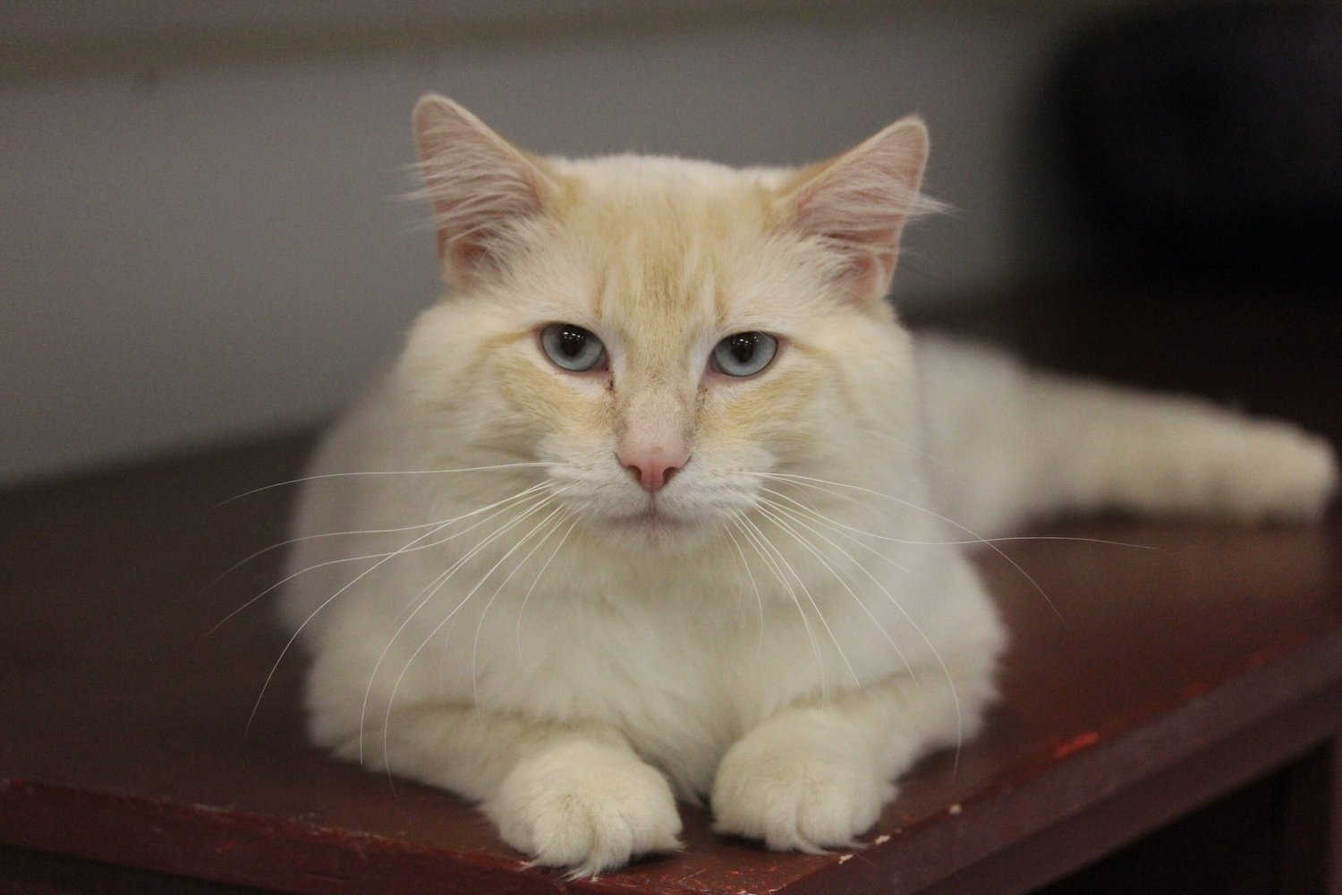 Our Services - Winona Area Humane Society | Winona, MN