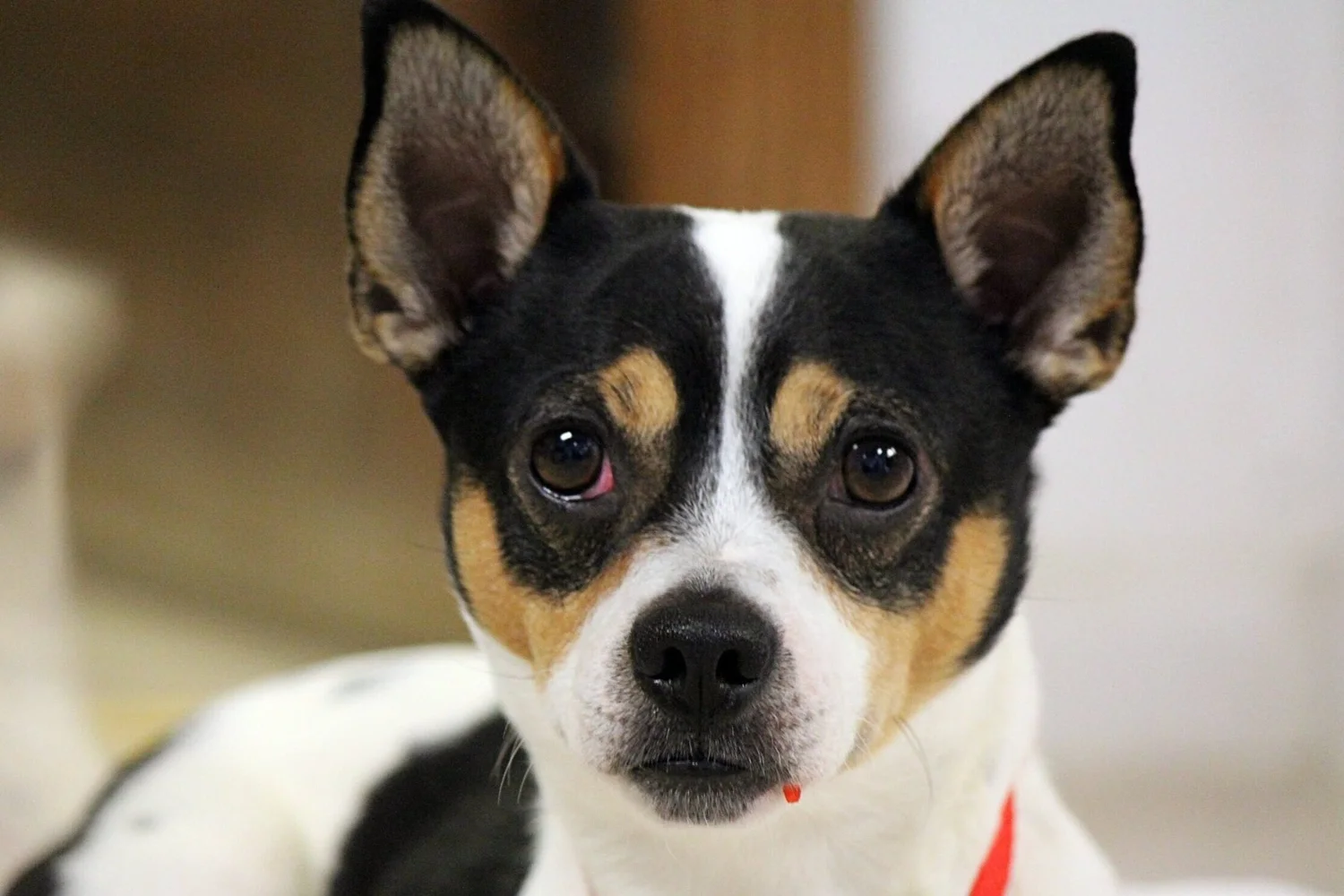 Our Services - Winona Area Humane Society | Winona, MN