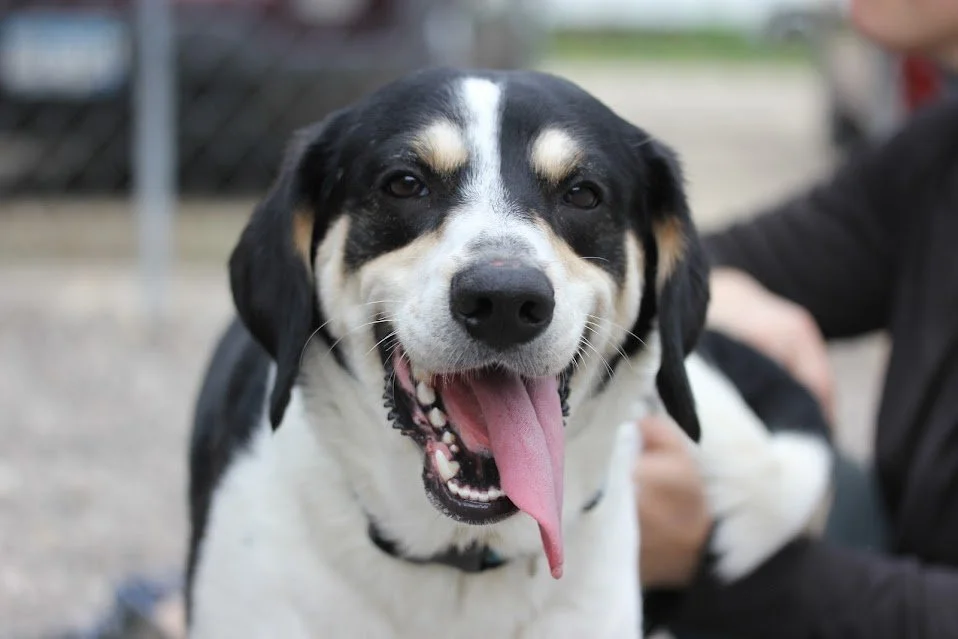Available Dogs — Winona Area Humane Society