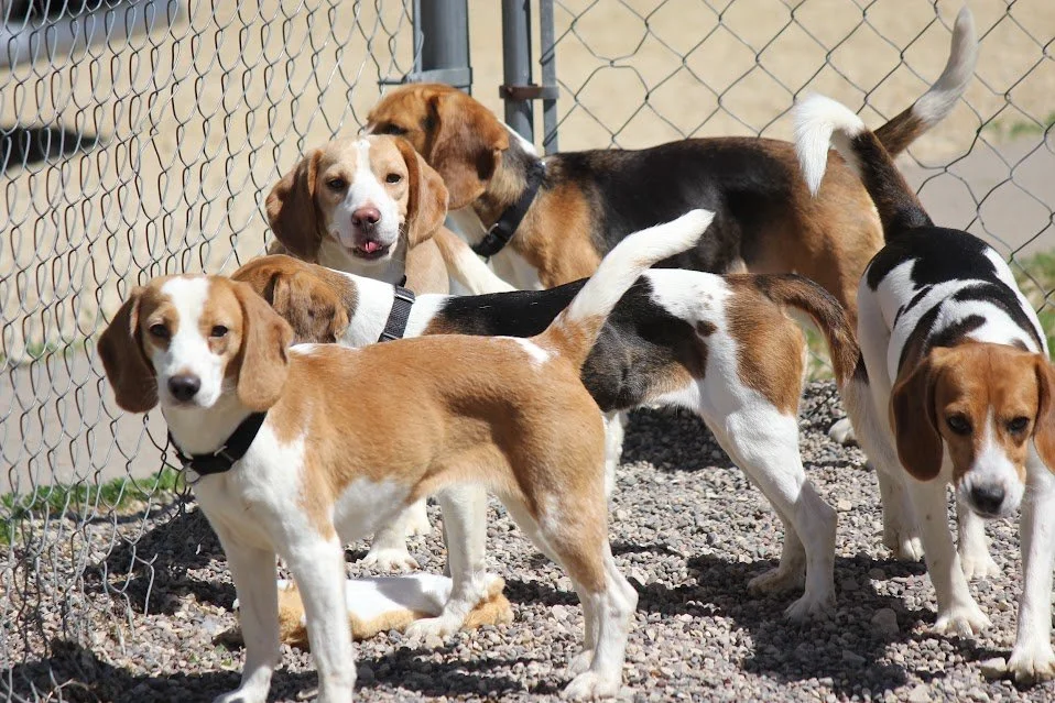 The Beagle Brigade