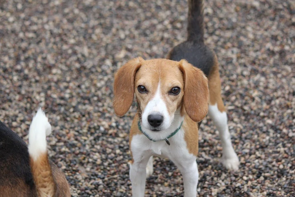 Selah (pending adoption)