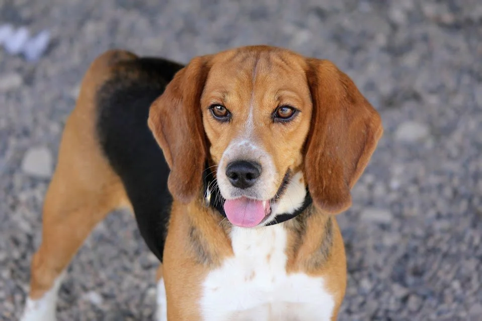 Clover (pending adoption)