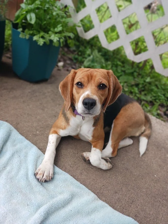 Daisy