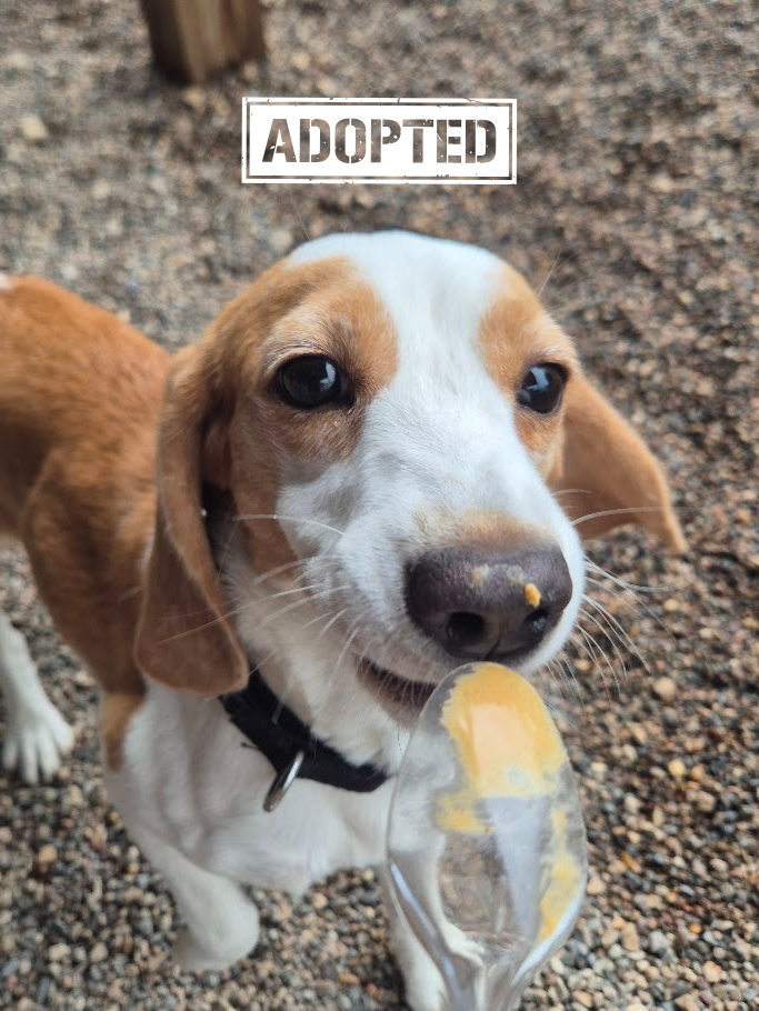 Adopted Bagels 3 (portrait).png