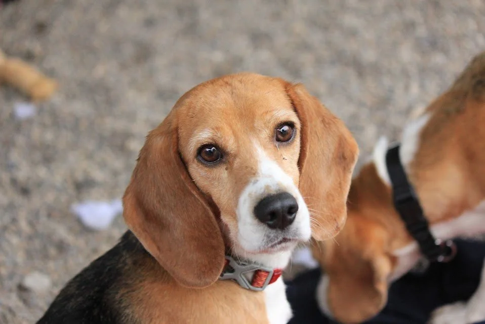 Rescue Beagles
