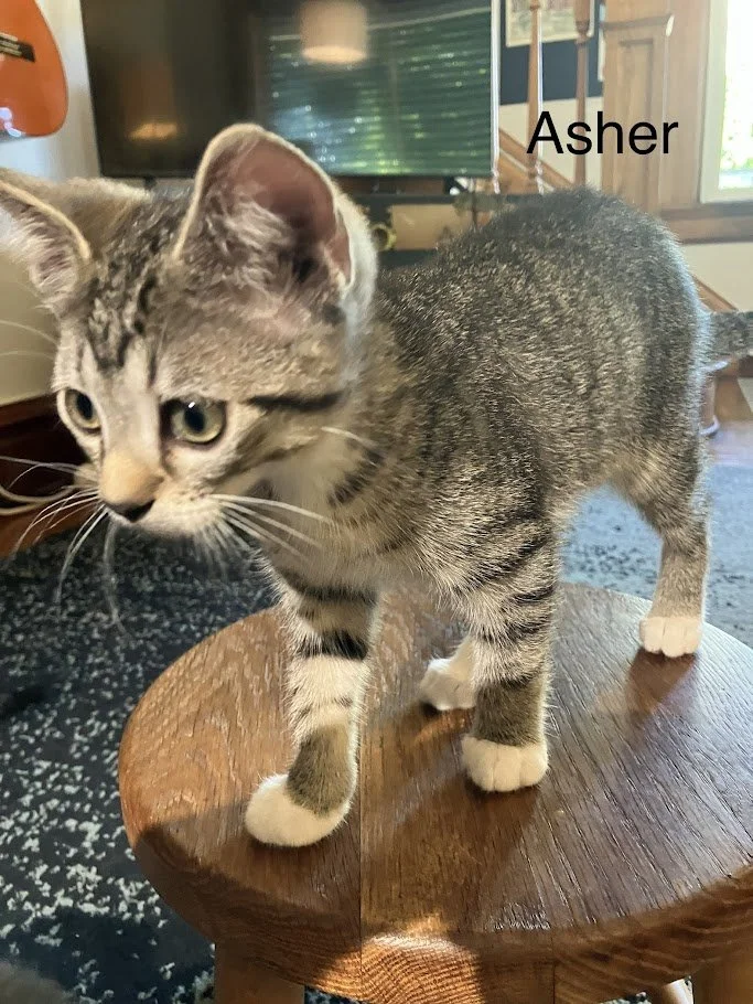 Asher