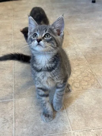 Al