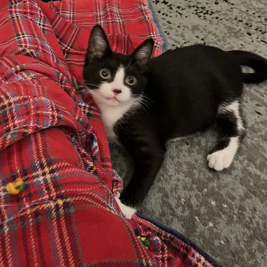 Gwen