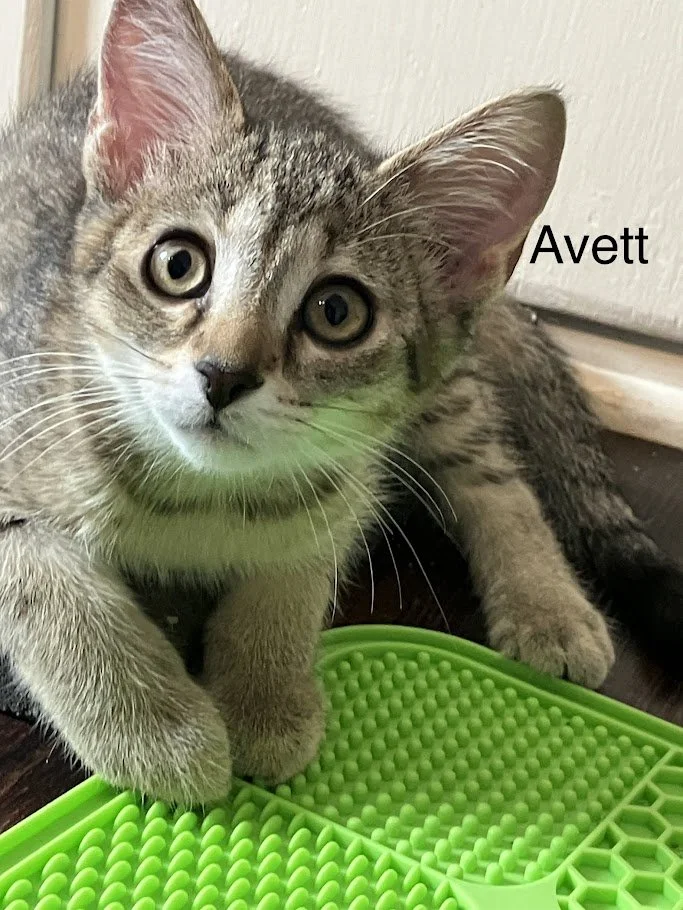 Avett