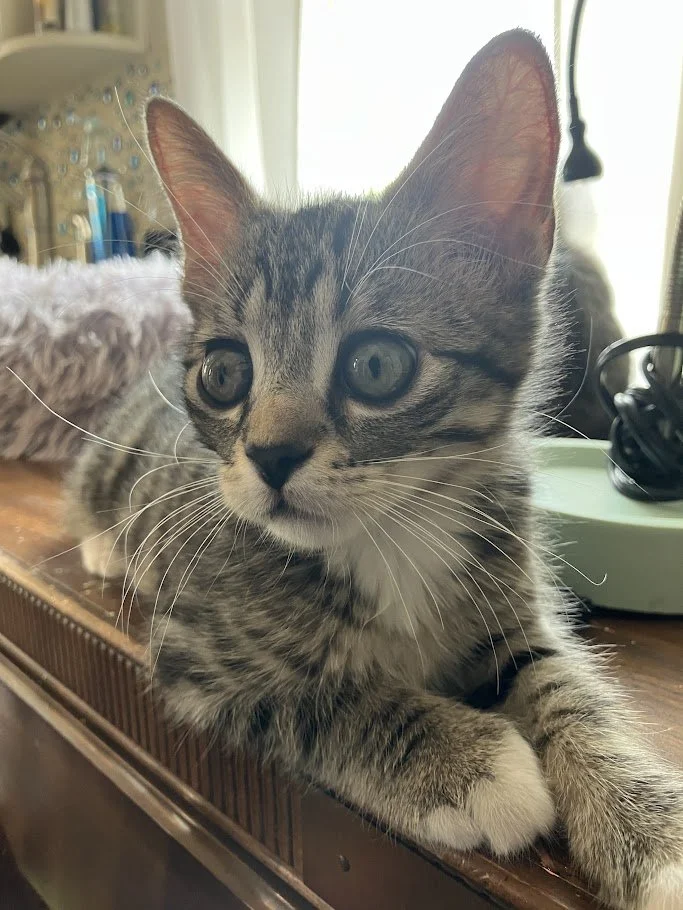 Archer