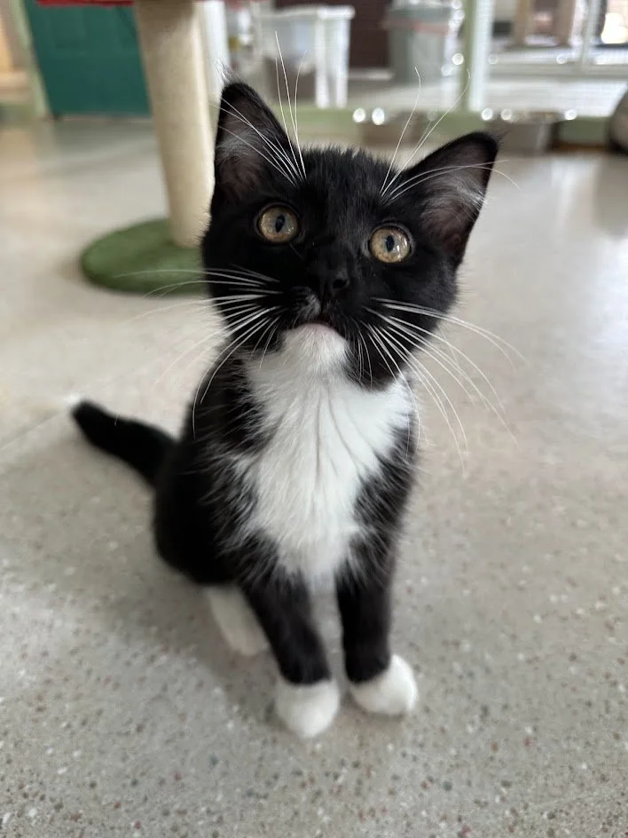 Gothitelle