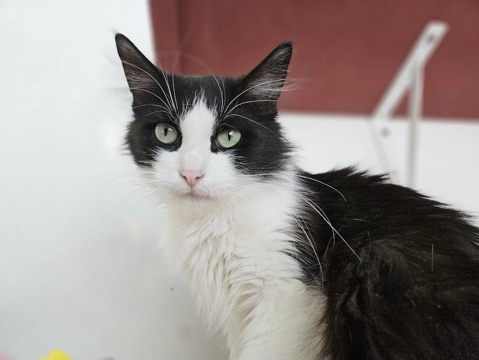 Available Cats - Winona Area Humane Society | Winona, MN