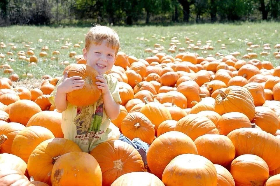 A young boy sitting in a pumpkin patch, holding a large orange pumpkin, smiling at the camera, surrounded by numerous pumpkins on a sunny day.