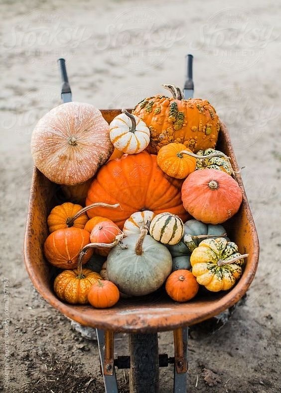 pumpkin 6.jpg