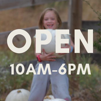 Fall Festival 