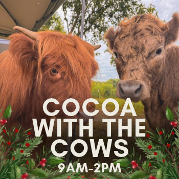 Cocoa with the Cows