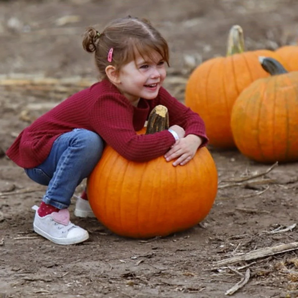 Child holding a pumpkin at KC Pumpkin Patch