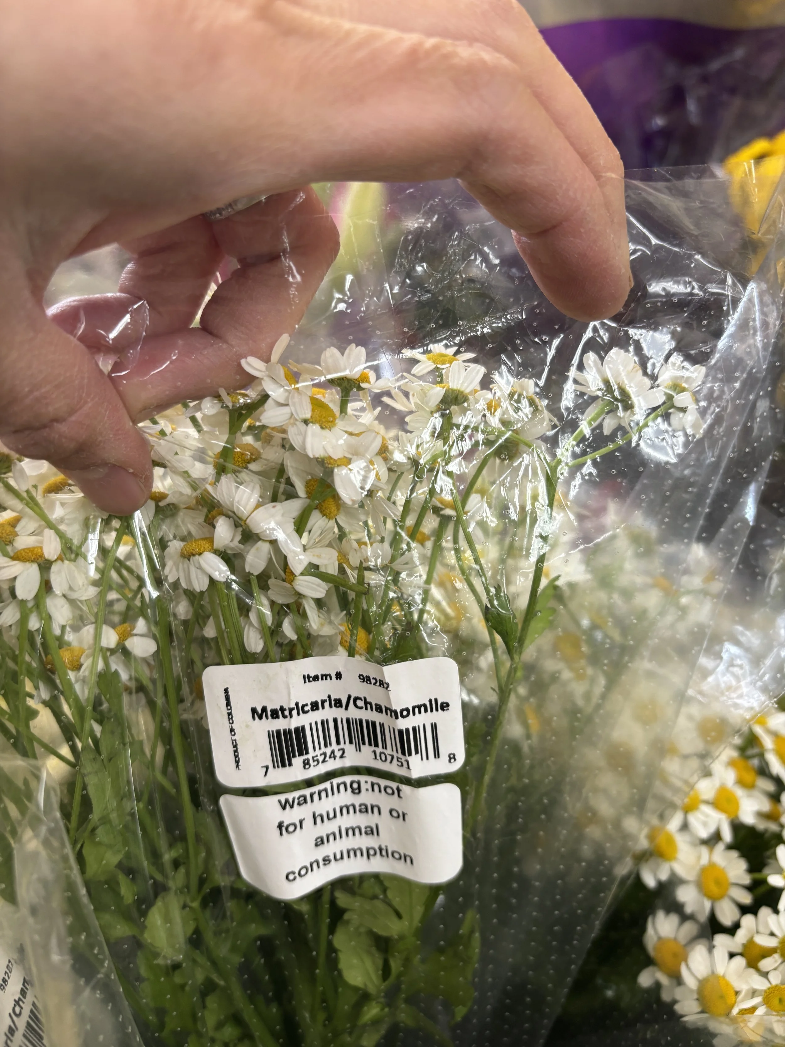 3-4 bunches chamomile/ matricaria