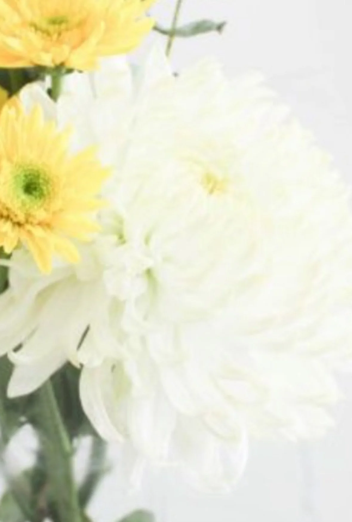 1 white mum could work per vase